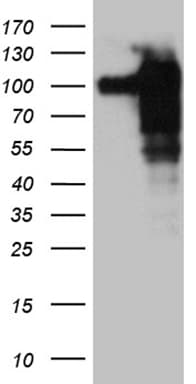 SH3BP1 Antibody (clone OTI1C9, Carrier-free)