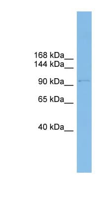 COPG / Gamma-COP Antibody (N-Terminus)