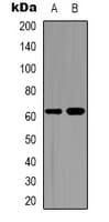 CDC6 Antibody (C-Terminus)