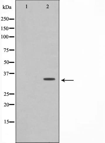 OVOL1 Antibody