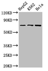 DBF4 Antibody