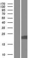 LYSMD1 Protein (Over-Expression Lysate Myc-DDK (Flag))