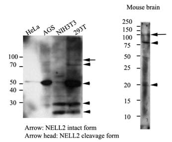 NELL2 Antibody (clone AT13E7)