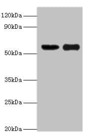OXCT1 Antibody (aa261-520)