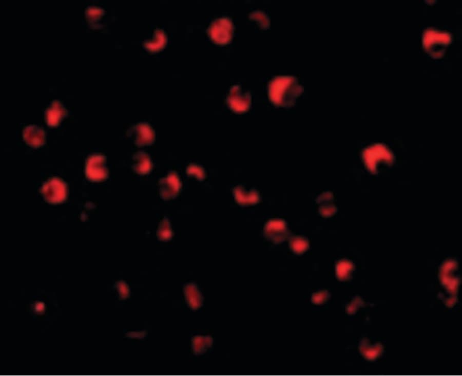 CASP8 / Caspase 8 Antibody