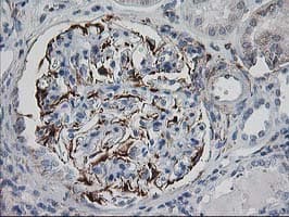 IRF6 Antibody (clone OTI2A12)