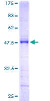 Human SCAND1 Protein (Recombinant GST)