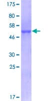 Human Basigin / Emmprin / CD147 Protein (Recombinant GST)