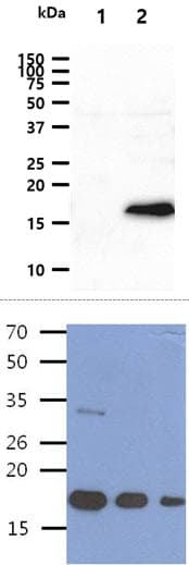 BMP8B Antibody (clone AT13E6)