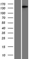 MAP3K6 / MEKK6 Protein (Over-Expression Lysate Myc-DDK (Flag))