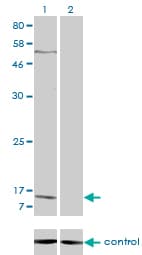 CXCL7 / PPBP Antibody (clone 3B9)