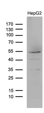 LHX4 Antibody (aa1-260, clone OTI4E11, Carrier-free)