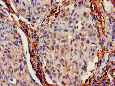 IFITM2 Antibody