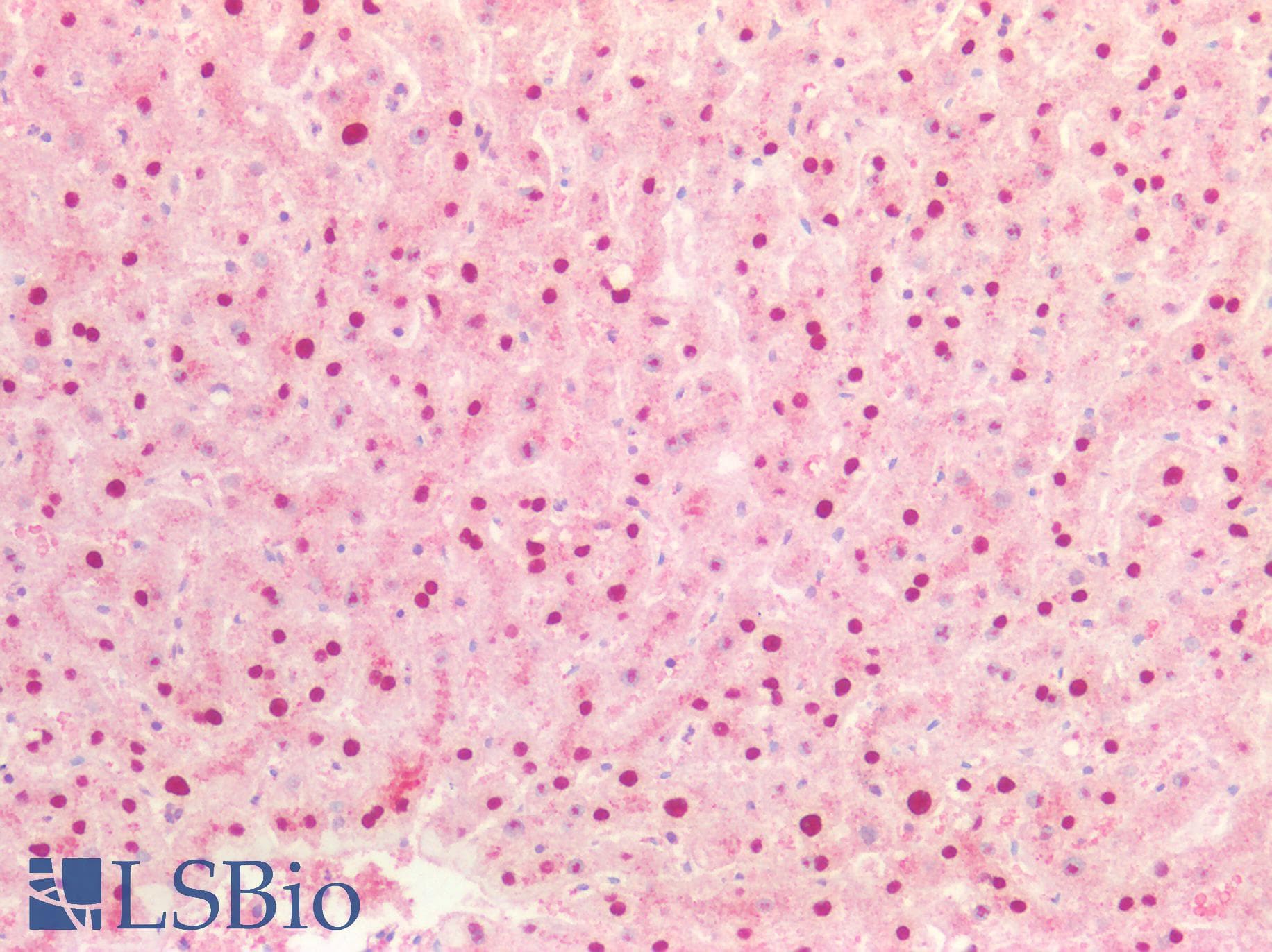 IHC-plus™ TTF1 / Txn Termination Factor Antibody