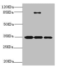 Polyclonal Rabbit anti-Human Scramblase / PLSCR1 Antibody (IHC, WB)