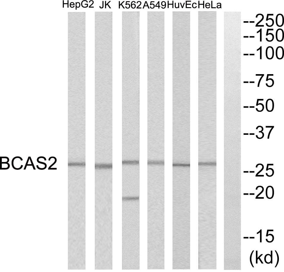 BCAS2 Antibody