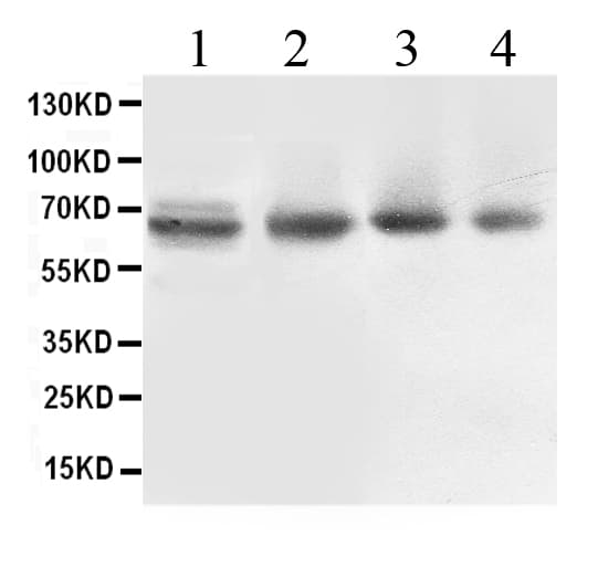 Polyclonal Rabbit anti-Human ABCB10 Antibody (WB)