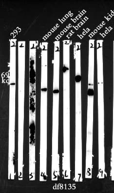 P2RX7 / P2X7 Antibody