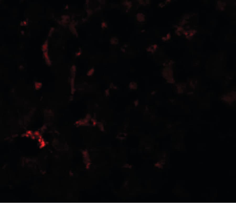 IHC-plus™ SUMO3 Antibody