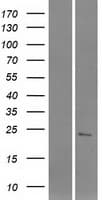 C1orf185 Protein (Over-Expression Lysate Myc-DDK (Flag))