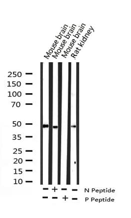 SRF / Serum Response Factor Antibody (phospho-Ser99)