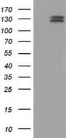 L1CAM Antibody (clone OTI2A11)