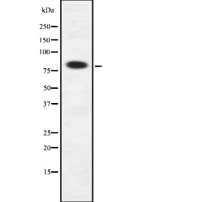 FAM111B Antibody