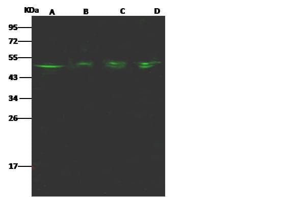 Polyclonal Rabbit anti-Mouse GSK3B / GSK3 Beta Antibody (Preservative Free, IF, WB)