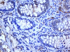 Monoclonal Mouse anti-Human Selenium Binding Protein 1 Antibody (clone OTI3A3, IHC, WB)