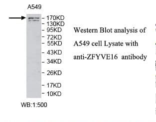 ZFYVE16 Antibody (aa369-623)