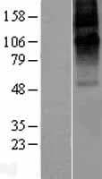 Human GABRE Protein (Over-Expression Lysate Myc-DDK (Flag))