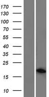 ARL5C Protein (Over-Expression Lysate Myc-DDK (Flag))