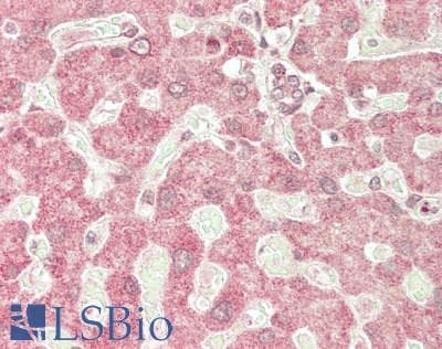 IHC-plus™ TRIP230 / TRIP11 Antibody (aa25-75)