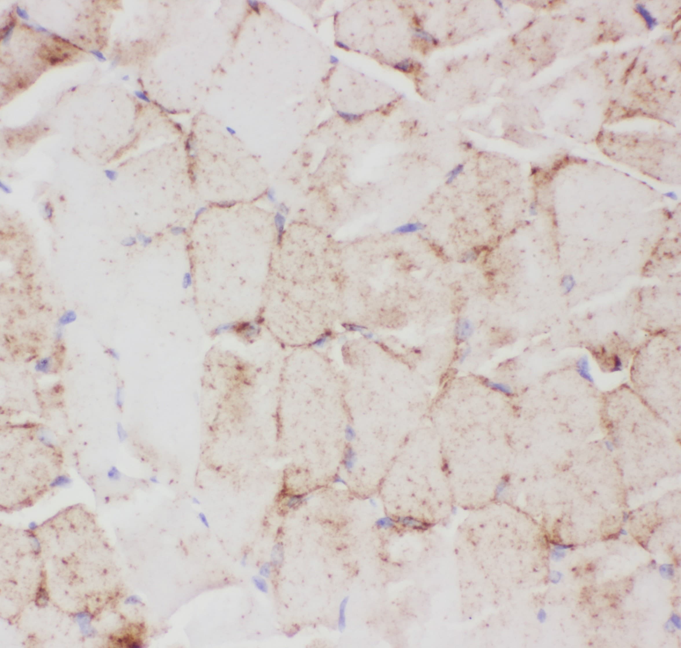 SLC2A4 / GLUT-4 Antibody (aa333-509)