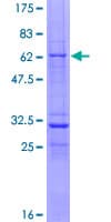 Human VGLL3 Protein (Recombinant GST)