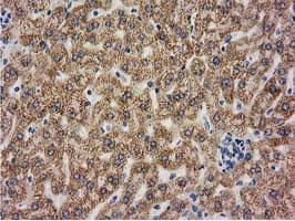 BECN1 / Beclin-1 Antibody (clone OTI3H8)
