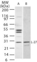 IL27 Antibody (aa31-46)
