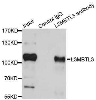 L3MBTL3 Antibody