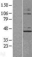 NUP43 Protein (Over-Expression Lysate Myc-DDK (Flag))
