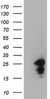 LIN7B Antibody (clone OTI1E3)