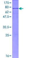 Human WWOX Protein (Recombinant GST)