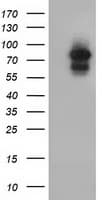 ARNT / HIF-1-Beta Antibody (clone OTI2C7)