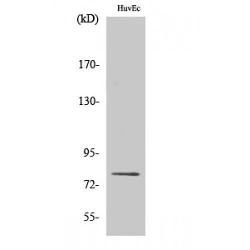 PRKCD / PKC-Delta Antibody (580-660 aa)