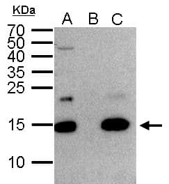H2AFZ / H2A.z Antibody (C-Terminus)