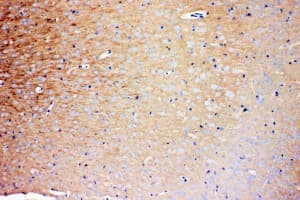 PRNP / PrP / Prion Antibody (aa143-159)