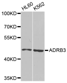 ADRB3 Antibody
