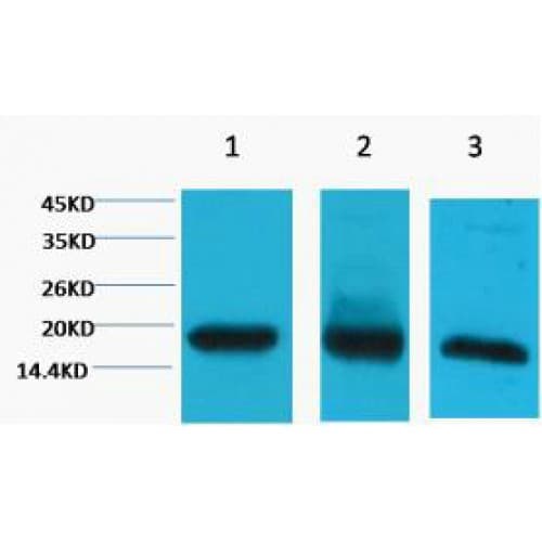Histone H3 Antibody (clone 8F7)