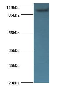 MVP / VAULT1 Antibody (aa2-893)