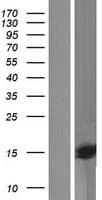 QRFP Protein (Over-Expression Lysate Myc-DDK (Flag))