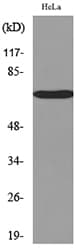 PVRL3 / Nectin-3 Antibody